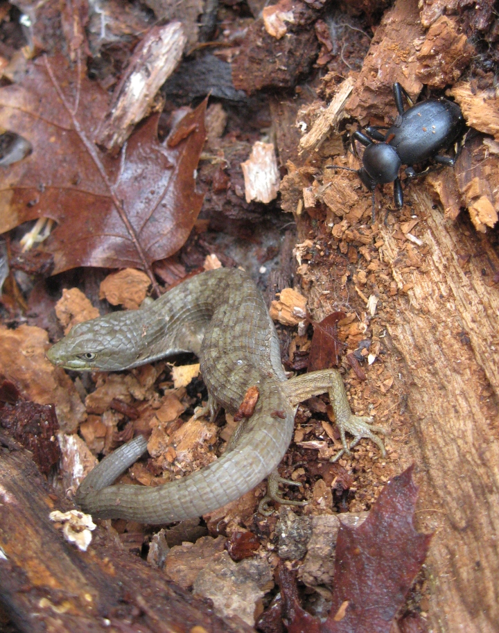 Southern Alligator Lizard